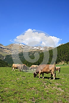 Cows in a field