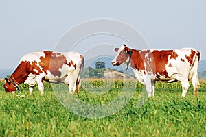 Cows on a field