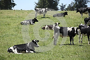 Cows in the Field