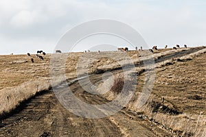 Cows in the field in autumn