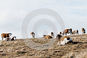 Cows in the field in autumn