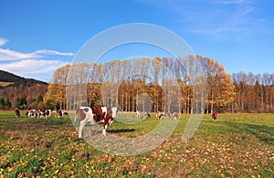 Cows on field in autumn