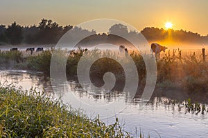 Cows in field on bank of Dinkel River at sunrise