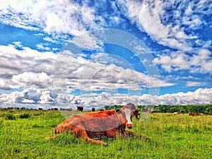 Cows in the field with beautiful sky