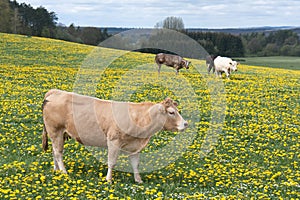 Cows in a field of blooming dandelions