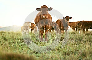 Cows, field and cattle portrait on grass, countryside and dairy farm for sustainable production, growth and ecology