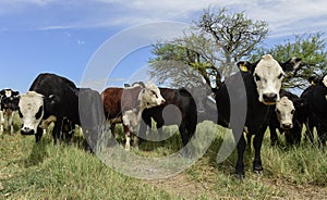 Vacas en 