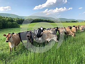 Herd of cows in field curious and posing for their picture