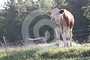 Cows on a field in Denmark Scandinavia