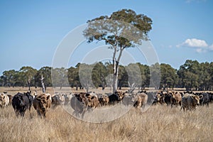 Cows in a field on a farm in outback Australia
