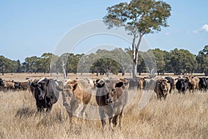 Cows in a field on a farm in outback Australia