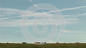 Cows in a field of flowers with large sky