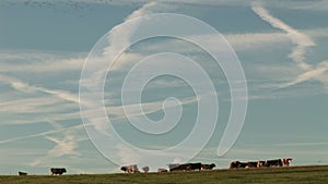 Cows in a field of flowers with large sky