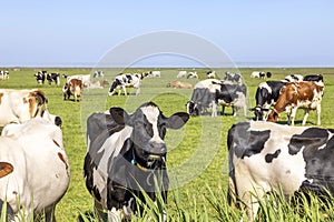 Cows in a field, front row, a pack black white and red, herd grazing together happy and joyful and a blue sky