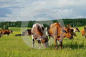 Cows in the field