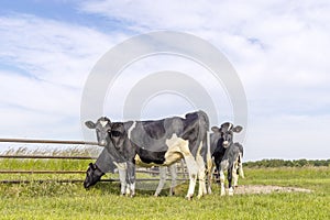 Cows in a field grazing, frisian holstein, standing near a gate in a pasture, a happy heifer group