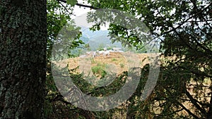 Cows In A Field Grazing