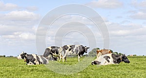 Cows in a field, grazing and lying down, a pack black white and red, herd together happy and joyful and a blue sky in the