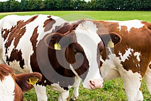 Cows on the field, grazing, milk, dairy products