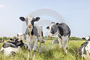 Cows in a field grazing, standing and lying in a pasture, a happy group, a blue sky and horizon over land