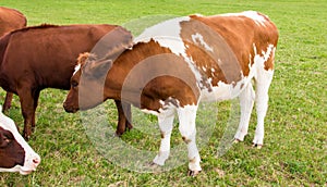 Cows in the field in green meadow fair farm rools milk
