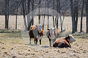 Cows in Field Herefords