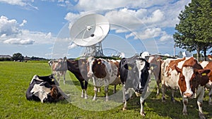 Cows in the field at large dish receivers for satellite communication in Burum The Netherlands