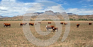 Cows in a field before a mountain range photo