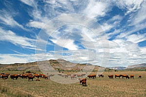 Cows in a field before a mountain range photo