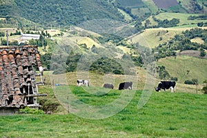 Cows in a field in the mountains