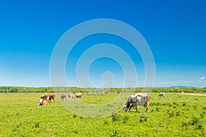 Cows on field in nature park Lonjsko polje, Croatia, beautiful landscape