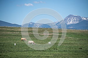 Cows on the field near the mountains