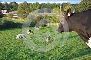 cows in field next to the m6 motorway in sandbach photo