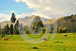 Cows in the field photo