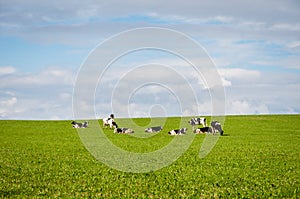 Cows in Field