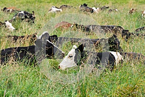 Cows in the field