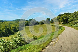 Cows in a Field Beside a Road on a Hillside