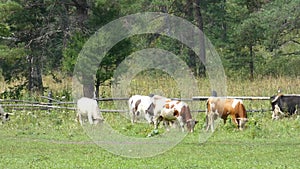 Cows in a field. Some animals walkin on a pasture