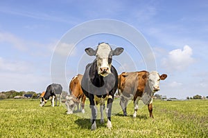 Cows in a field, standing and grazing in a pasture under a blue sky and a horizon over land