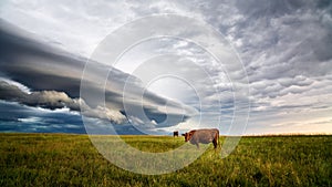 Cows in a field with a stormy sky in the background