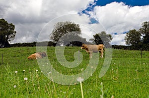 Cows in field with stormy weather