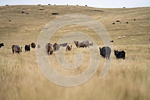 Cows in a field, Stud Beef bulls, cow and cattle grazing on grass in a field, in Australia. breeds include murray grey, angus,