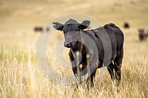 Cows in a field, Stud Beef bulls, cow and cattle grazing on grass in a field, in Australia. breeds include murray grey, angus,