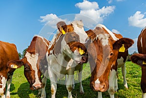 Summery funny cows in field with tongue hanging out