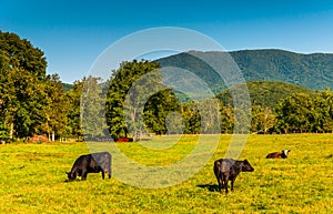 Cows in a field and view of the Blue Ridge Mountains in the Shenandoah Valley, Virginia.