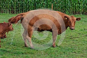 cows on a field in westphalia