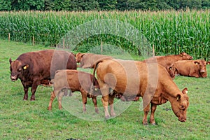 cows on a field in westphalia