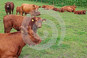 cows on a field in westphalia