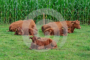cows on a field in westphalia
