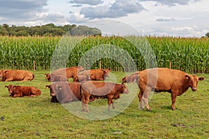 cows on a field in westphalia